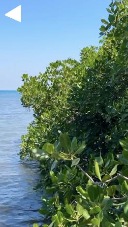 video cover Manmade Mangrove Magic